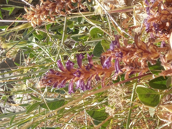 עלקת סגולת-פרחים  צולם על ידי יהונתן רונס 