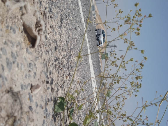 בורהביה זוחלת  צולם על ידי יהונתן רונס 