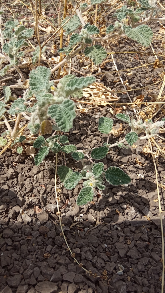 לשישית מקומטת  צולם על ידי נעם שגב 