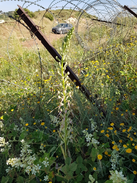 רצועית הגליל  צולם על ידי יובל גמליאל 