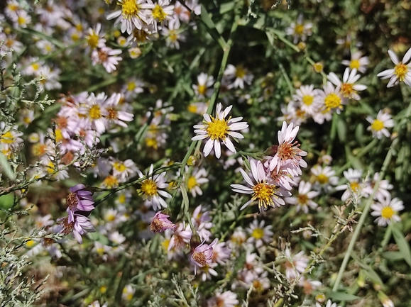 אסתר הביצות  צולם על ידי מימי רון 