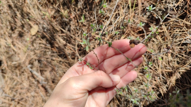 אירוס הגלבוע  צולם על ידי מרב לבל 