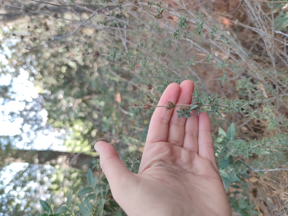 אירוס הגלבוע  צולם על ידי מרב לבל 