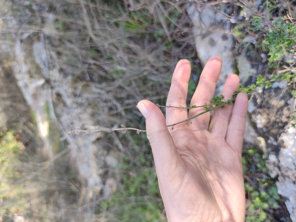 אירוס הגלבוע  צולם על ידי מרב לבל 