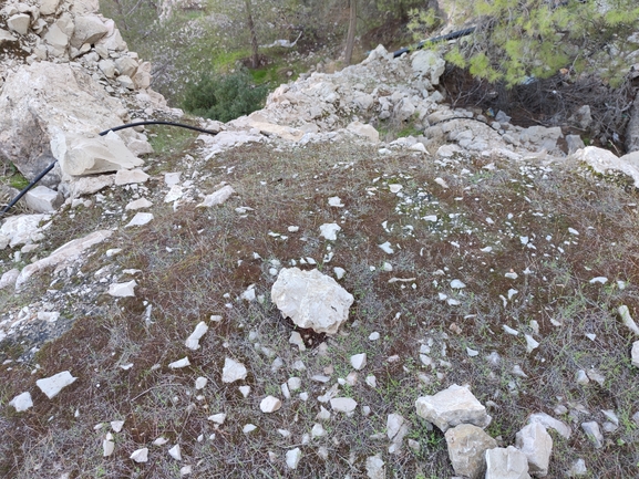 אירוס הגלבוע  צולם על ידי מרב לבל 