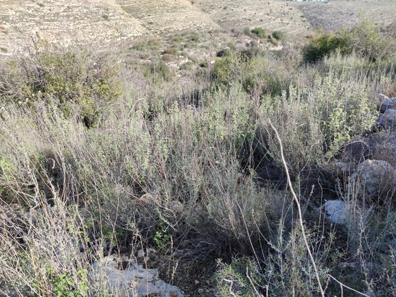 אירוס הגלבוע  צולם על ידי מרב לבל 