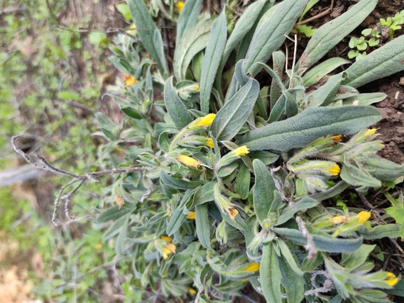 סומקן ענקי  צולם על ידי מרב לבל 