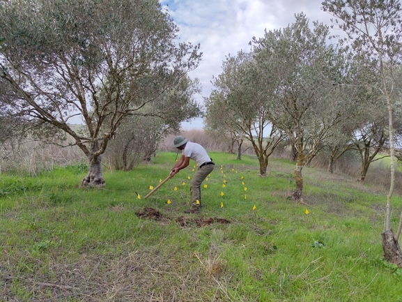 מרוות איג  צולם על ידי מרב לבל 