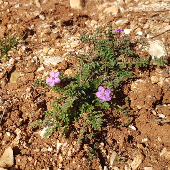 אירוס הגלבוע  צולם על ידי טליה אורון 