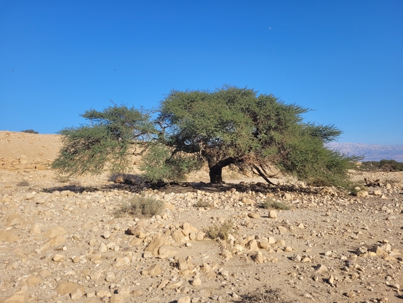 אירוס הגלבוע  צולם על ידי אסף מזרחי 