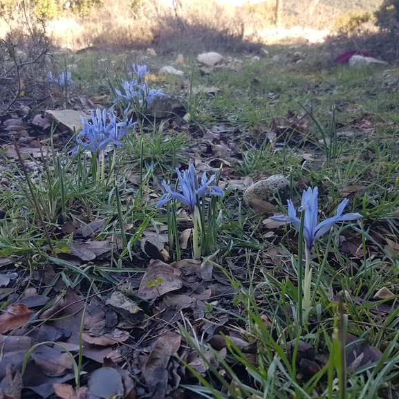 אירוס הגלבוע  צולם על ידי טליה אורון 