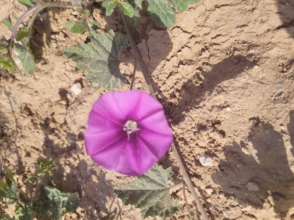 זצניה מזרחית  צולם על ידי גלעד וייל 