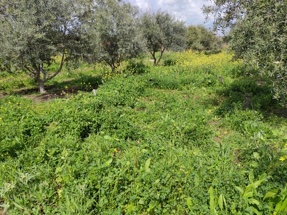 סומקן ענקי  צולם על ידי מרב לבל 