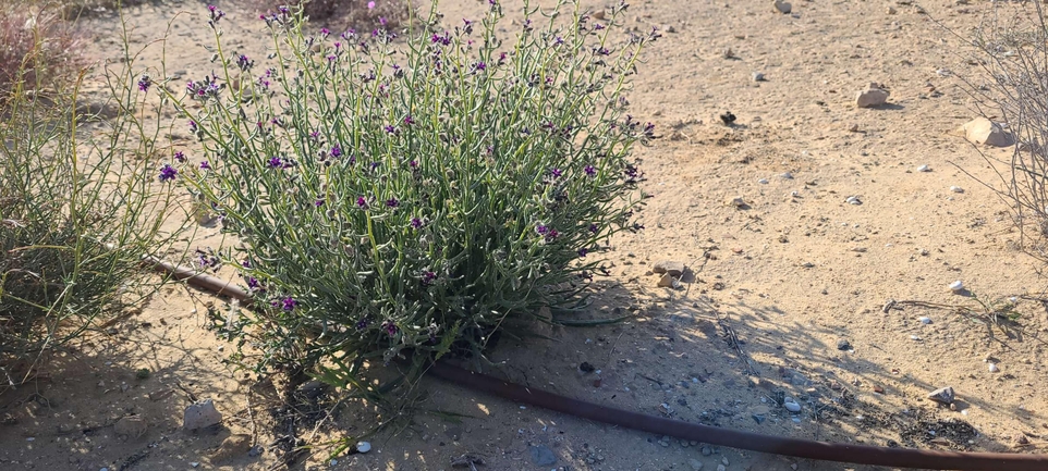 לשון-שור נגבית  צולם על ידי מרגרטה וולצ'אק 