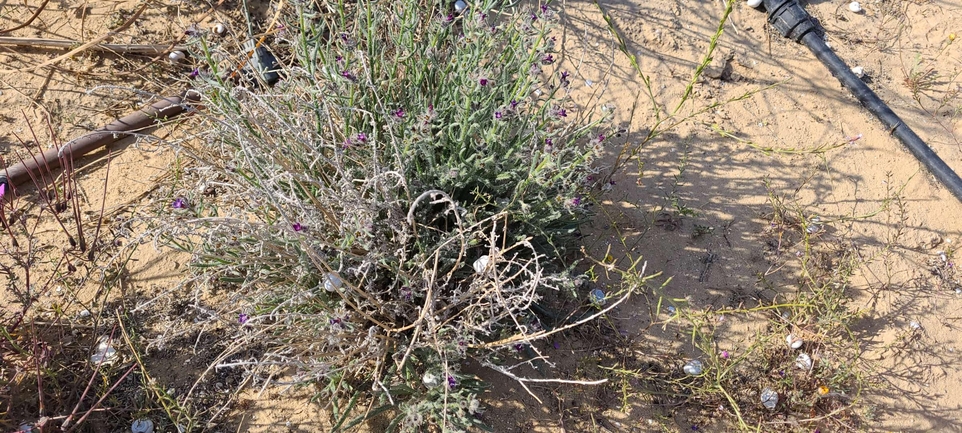 לשון-שור נגבית  צולם על ידי מרגרטה וולצ'אק 