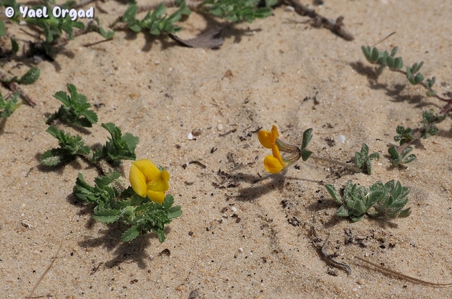 Variegated Restharrow,  Villous Restharrow  photographed by יעל אורגד 