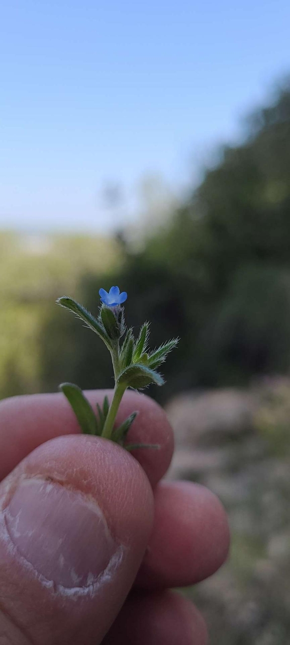 אירוס הגלבוע  צולם על ידי אורי אורבך 