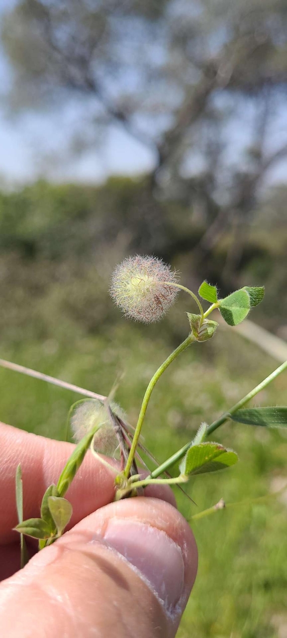 אירוס הגלבוע  צולם על ידי אורי אורבך 