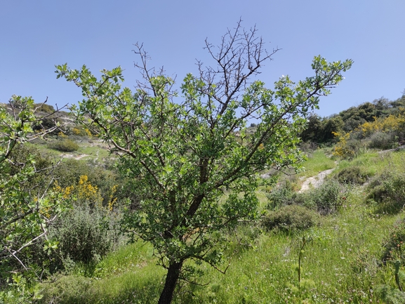 אירוס הגלבוע  צולם על ידי מרב לבל 