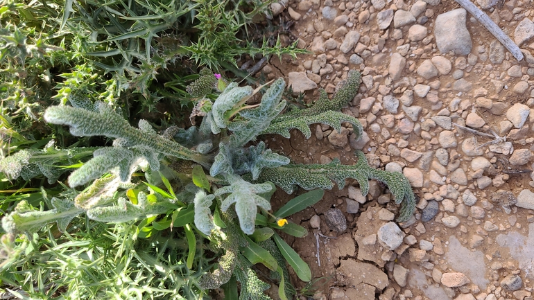 מרווה שסועה  צולם על ידי גלעד וייל 