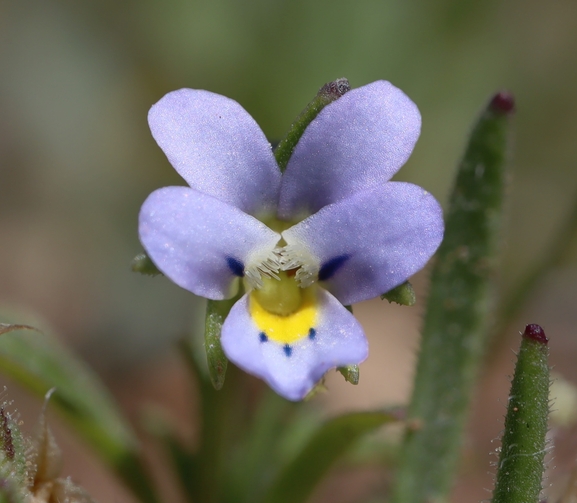 Viola pentadactyla  photographed by g_weil@npa.org.il 