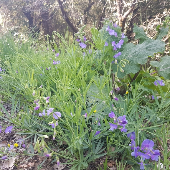 אירוס הגלבוע  צולם על ידי טליה אורון 