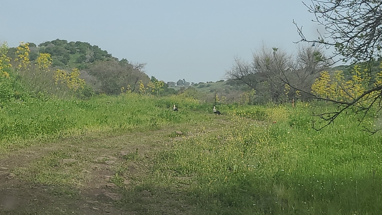 עירית נטויה  צולם על ידי חנוך טל 