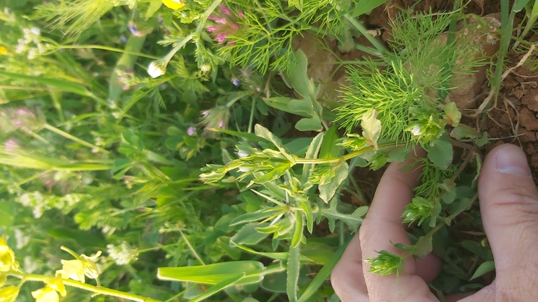 סגולית הכלאיים  צולם על ידי יצחק כהן 