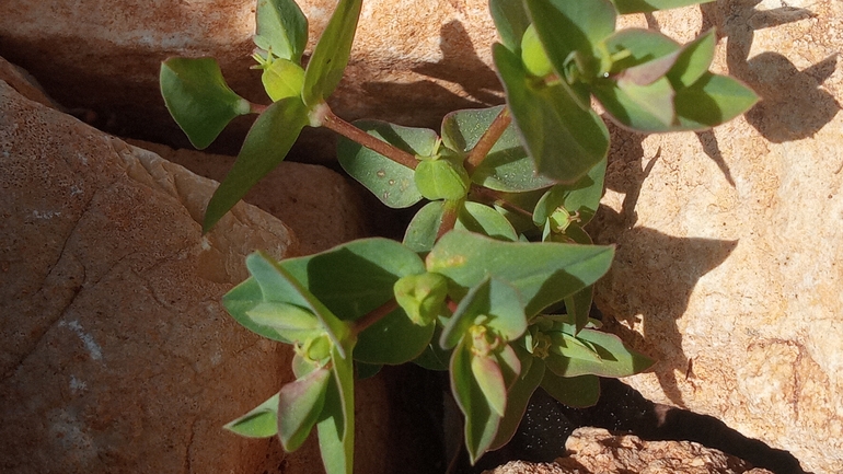 חלבלוב עב-זרע  צולם על ידי יהונתן רונס 