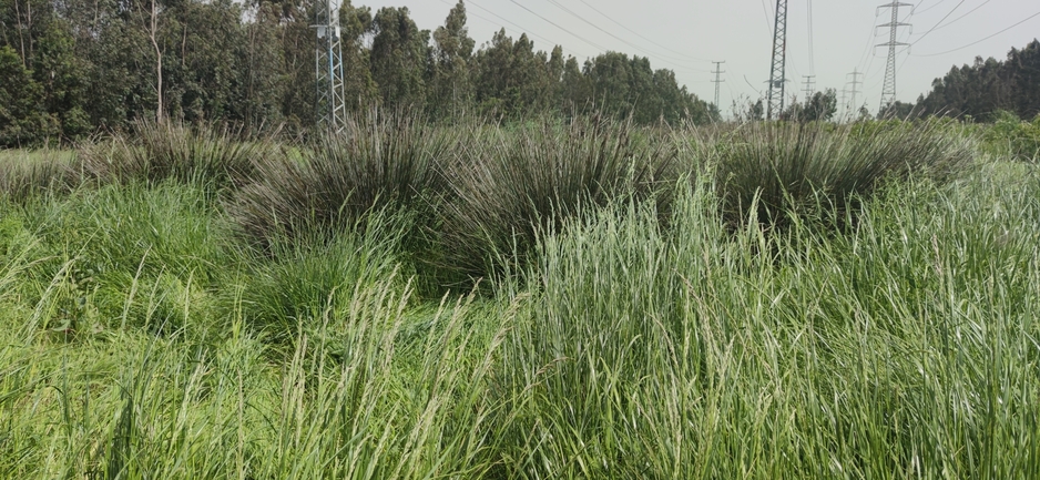 סחלב הביצות  צולם על ידי מרב לבל 