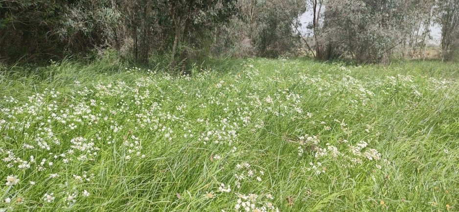 יינית חרוזה  צולם על ידי מרב לבל 