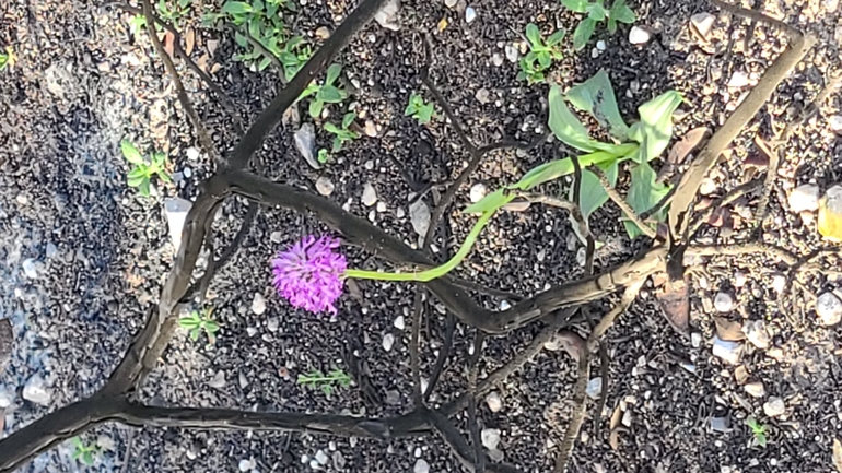 אירוס הגלבוע  צולם על ידי אסף קפלן 