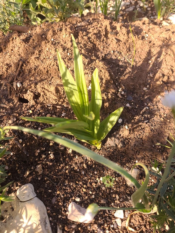 אירוס הגלבוע  צולם על ידי מיכל שמש 