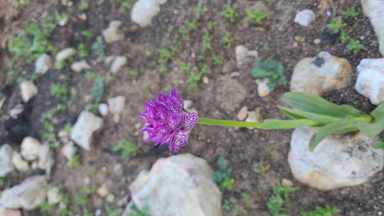 אירוס הגלבוע  צולם על ידי אסף קפלן 