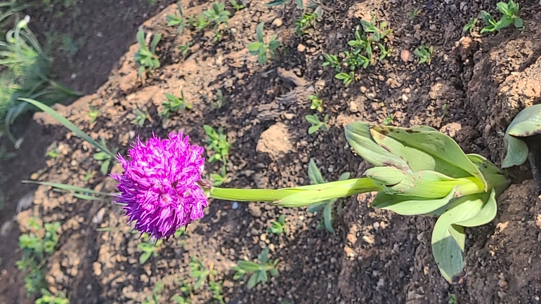 אירוס הגלבוע  צולם על ידי אסף קפלן 