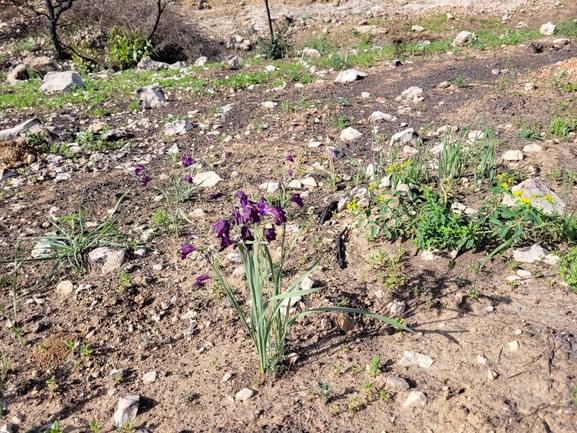 אירוס הגלבוע  צולם על ידי מרגרטה וולצ'אק 