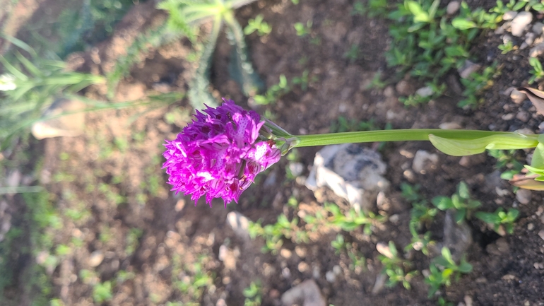 אירוס הגלבוע  צולם על ידי אסף קפלן 