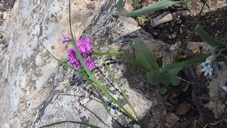 אירוס הגלבוע  צולם על ידי אסף קפלן 