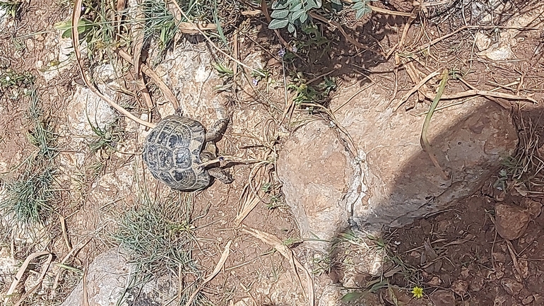 אירוס הגלבוע  צולם על ידי נועם ספקטור 