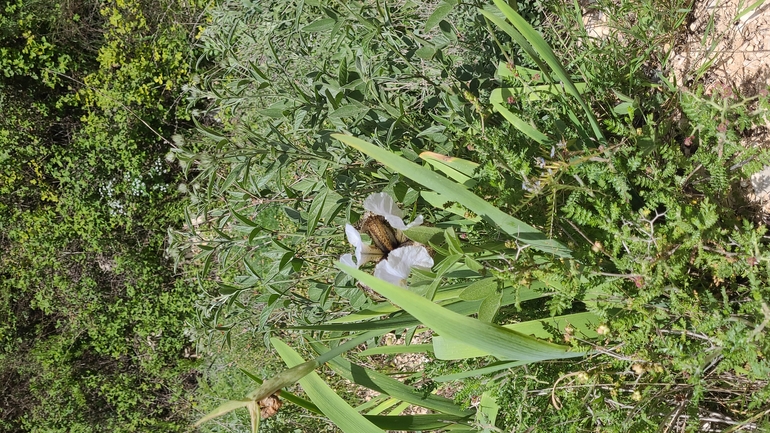 אירוס נצרתי  צולם על ידי נעם רווח 