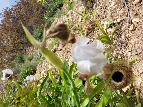 אירוס נצרתי  צולם על ידי נעם רווח 