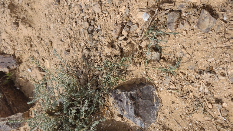 אירוס הגלבוע  צולם על ידי אודי קולומבוס 