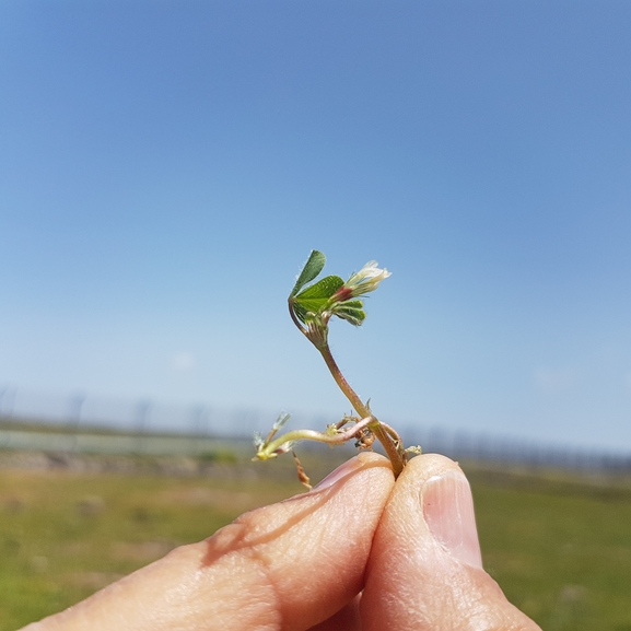 אירוס הגלבוע  צולם על ידי טליה אורון 