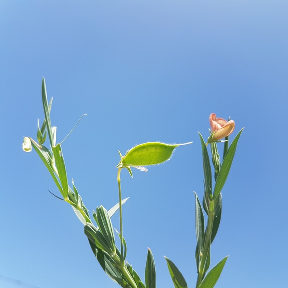 אירוס הגלבוע  צולם על ידי טליה אורון 