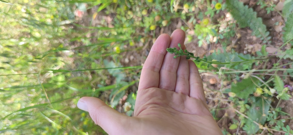 בוצין בירותי  צולם על ידי מרב לבל 