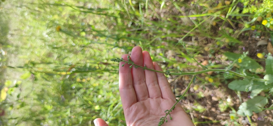 בוצין בירותי  צולם על ידי מרב לבל 