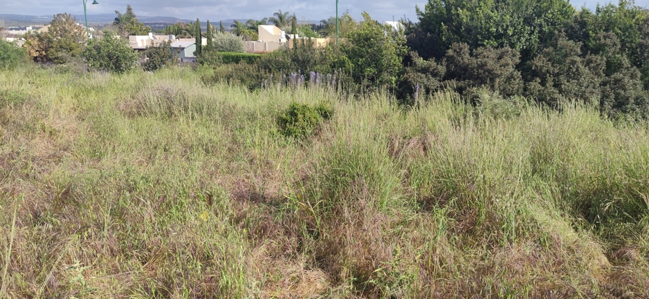 בוצין בירותי  צולם על ידי מרב לבל 