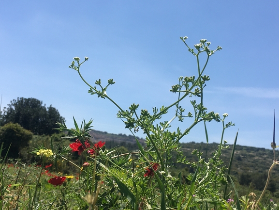 גבשונית השדה  צולם על ידי בר שמש 