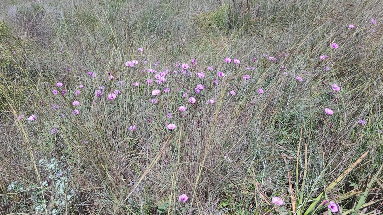 זצניה מזרחית  צולם על ידי סיון מרדוק 