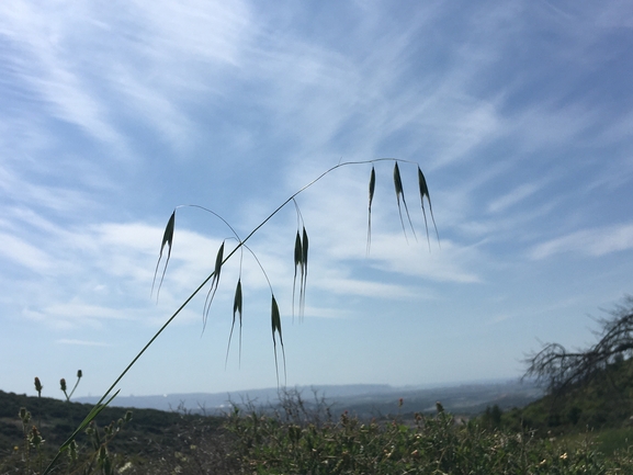 שיבולת-שועל צמרית  צולם על ידי בר שמש 